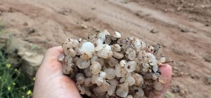 Dolu yağışı bağları vurdu