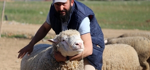 Gümüşhane'de 'Ile de France' ırkı koyunlar üreticinin yüzünü güldürüyor