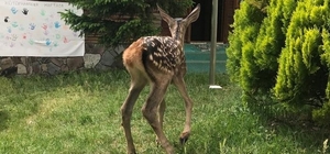 Annesi bulunamayan kızıl geyik koruma altına alındı