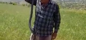Yakaladığı yılanı canlı canlı kendi boyuyla ölçtü, ardından serbest bıraktı...