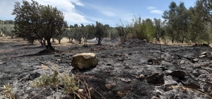 Tutuşan otlar 189 zeytin ağacına zarar verdi