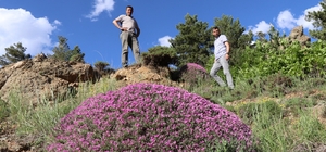 Gevenler öbek öbek mor çiçek açtı