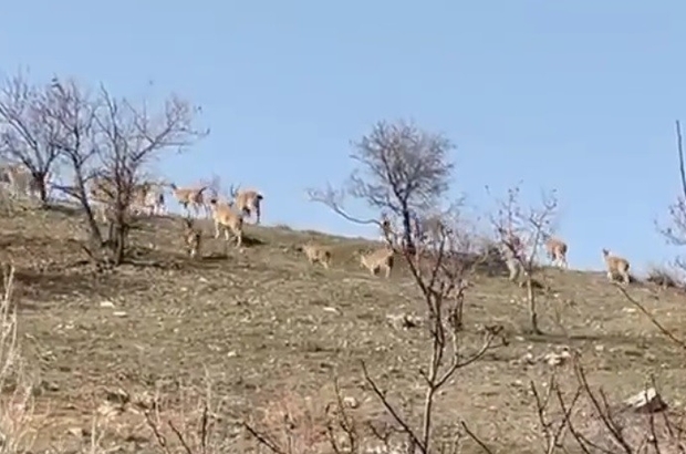 Elazığ’da yaban keçi sürüsü görüntülendi