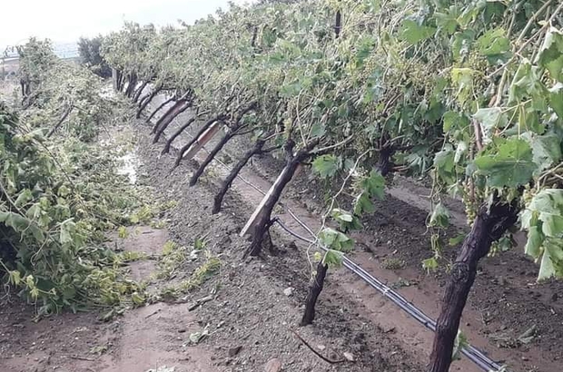 Manisa’da şiddetli dolu yağışı bağlarda zarara yol açtı