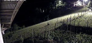 Bahçeye ekilen ürünlere zarar veren ayı kameralara yakalandı