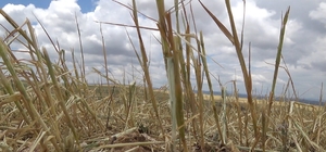 Yüksek düzeyde rekolte bekleniyordu, tamamı zarar gördü: Çiftçilere destek...