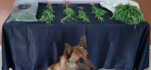 Kilis'te uyuşturucu operasyonu