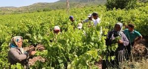 Konya'da üzüm yaprağı hasadı başladı