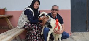 ‘Anne’ diye meleyen kuzu ile sahibinin dostluğu şaşırtıyor
Ordu’nun Çamaş ilçesinde bir kuzunun ‘anne’ diye melemesi şaşırtıyor