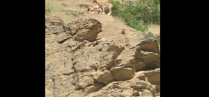 Elazığ’da yaban keçisi sürüsü görüldü