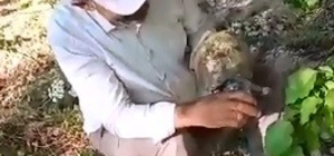 Susuzluktan bitkin düşen kaplumbağaya eliyle su içirdi