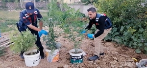 Kova kova kenevir ekimine jandarma baskını