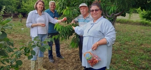 Şaphane'de meyvelerde numune ve denetim çalışmaları