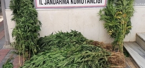 Manisa'da iki ilçede kenevir operasyonu