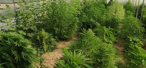 Serada kenevir yetiştiren şahıs tutuklandı