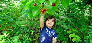 Torosların kaliteli kirazı bu yıl üreticisinin yüzünü güldürmedi
Karaman’ın Taşeli yöresinde yılda yaklaşık 5 ton üretilen kirazın don nedeniyle rekoltesi yarı yarıya düştü