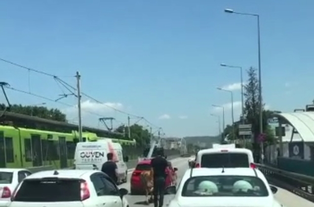 Bursa'da kaçan boğalar trafiği kilitledi
