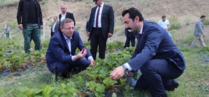 Şefaatli’de 10 köyde çilek bahçeleri kurulacak