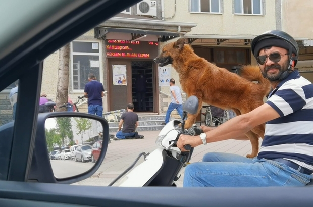 Sahibinin motosikleti üzerinde yolculuk yapan köpek ilgi çekti