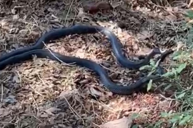 Şanlıurfa’da iki metrelik yılanların dansı kamerada