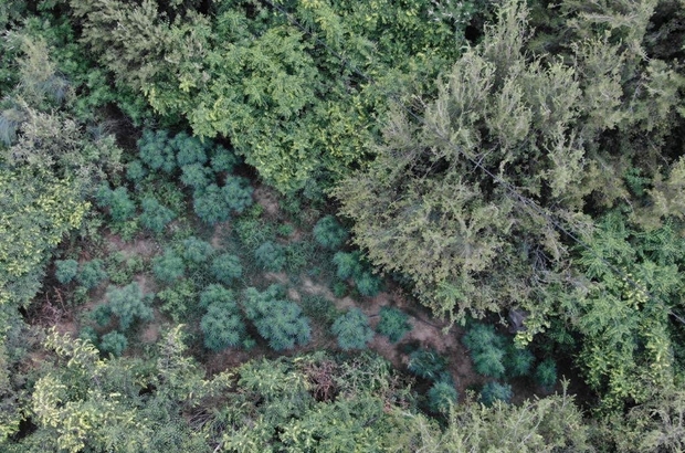 Manisa’da ormanlık alanda 167 kök kenevir ele geçirildi
Jandarma ve polisten dron destekli kenevir operasyonu