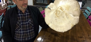 Dev mantar görenleri şaşırtıyor
Gümüşhane'de 52 santimetre genişliğinde, 2 kilogram ağırlığında kızıl mantar bulundu