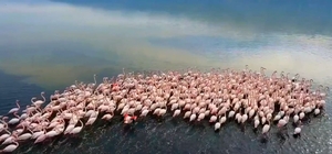 Acıgöl'de flamingolar böyle görüntülendi
Acıgöl'e göç eden kuşlar görsel şö...