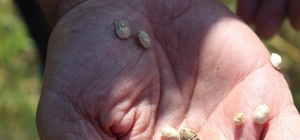 Yozgat’ta süneye karşı mücadele sürüyor