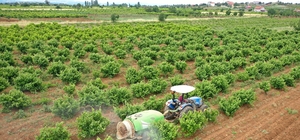 Büyükşehirden üreticiye zirai ilaç desteği
Çiftçinin dolu zararı Büyükşehir desteği ile önlenecek