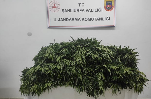 Pamuk tarlasında uyuşturucu operasyonu
Tarlada ekili vaziyette 150 kök kenevir bitkisi ele geçirildi