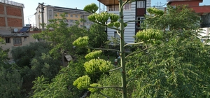 Ömründe bir kere çiçek açan sabır otu Denizli'de ortaya çıktı
Agave bitkisi...