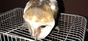 Yuvası bozulmuş paçalı baykuş ailesi koruma altına alındı