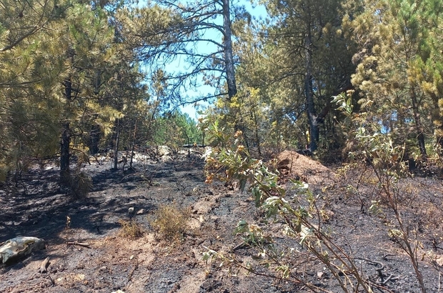 Manisa'da çıkan yangın 1 hektarlık orman arazisine zarar verdi