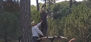 Fiyatı altınla yarışınca üretici, çam ağaçlarına gözü gibi bakmaya başladı