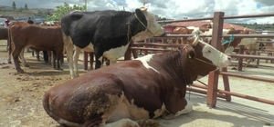 Nevşehir'de kurban kesim yerleri belirlendi