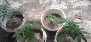 Kovalarda kenevir üretimine jandarma operasyonu