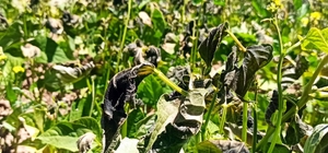 Gümüşhane'yi temmuz ayında don vurdu