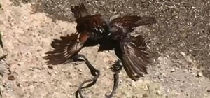 Çatıdan düşen minik serçe, başka bir serçenin çabalarıyla hayata tutundu