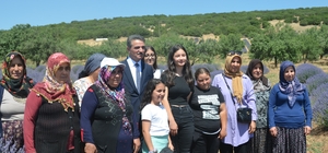 Isparta lavanta festivaline hazırlanıyor