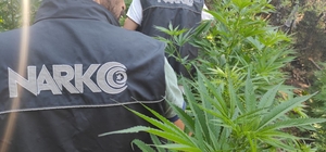 İzmir'de uyuşturucu tacirlerinin tarlasına baskın