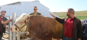 Erzurum Canlı Hayvan Pazarı'nın en ağır kurbanlığı Şahin'in fiyatı tam 65 b...