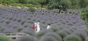 Lavanta Kokulu Köy'de sezon devam ediyor
Proje ile tersine göç başladı