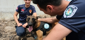 Sabotajcıların korkulu rüyası 'Tarzan' göreve hazır
Orman yangınlarının çık...