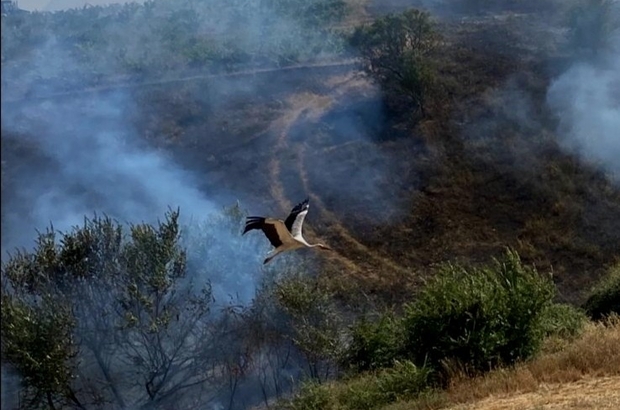 Yangından kaçmaya çalışan leylek böyle fotoğraflandı
Orman işçisinin çektiği fotoğraf orman yangınlarında en çok yaban hayatının etkilendiğini bir kez daha gözler önüne serdi