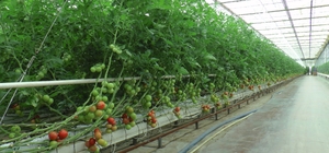 Nevşehir'den Ukrayna'ya domates ihracatı