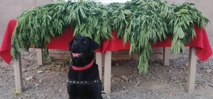 Tunceli'de uyuşturucu operasyonu