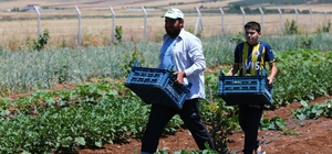 Gaziantep'te dağıtılan sebze fideleri ilk mahsullerini vermeye başladı