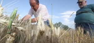 Konya’da çiftçiler buğday hasadına hazırlanıyor