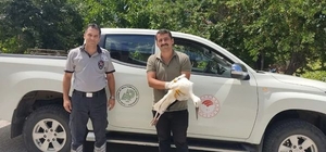 Derebucak'ta yaralı bulunan leylek koruma altına alındı