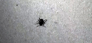 Yozgat’ta 2 bin 83 kişi keneden dolayı sağlık kuruluşlarına başvurdu